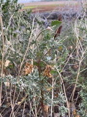 Chenopodium berlandieri
