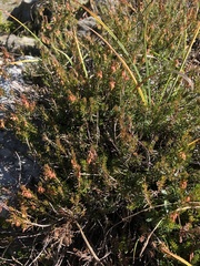 Erica carnea