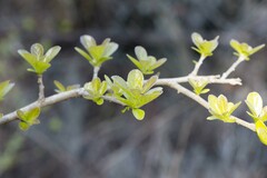 Ehretia rigida