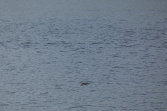 Leucophaeus atricilla