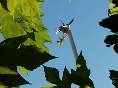 Streptopelia decaocto