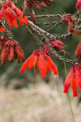 Erica cerinthoides