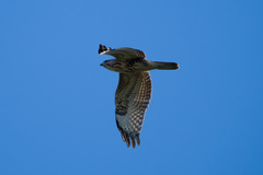 Buteo japonicus