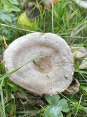Lactarius pyrogalus