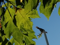 Streptopelia decaocto