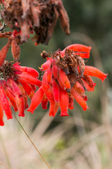 Erica cerinthoides