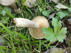 Lactarius pyrogalus