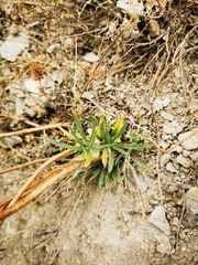 Xanthium spinosum