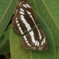 Neptis hylas