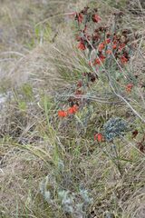 Erica cerinthoides