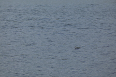 Leucophaeus atricilla