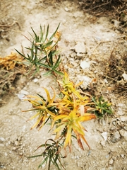Xanthium spinosum