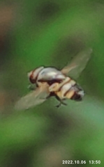 Stomorhina discolor