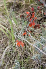 Erica cerinthoides