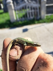 Podarcis siculus campestris