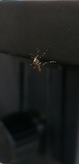 Aedes aegypti