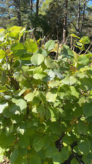 Corylus avellana