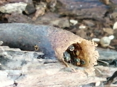 Nannotrigona perilampoides
