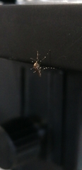Aedes aegypti