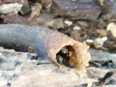 Nannotrigona perilampoides