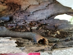 Nannotrigona perilampoides