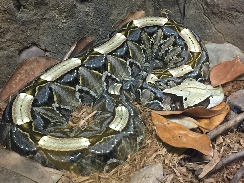 Bitis rhinoceros