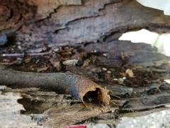 Nannotrigona perilampoides