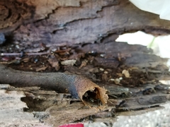 Nannotrigona perilampoides