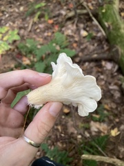 Pleurocybella porrigens