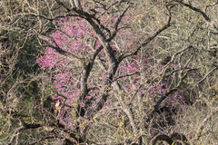 Cercis canadensis texensis