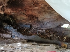 Nannotrigona perilampoides