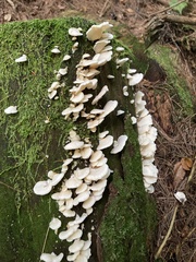 Pleurocybella porrigens
