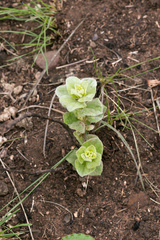 Eriosemopsis subanisophylla