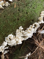 Pleurocybella porrigens