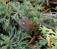 Peribalus strictus vernalis