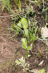Eriosemopsis subanisophylla