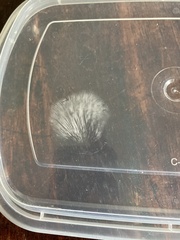 Pleurocybella porrigens