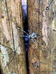 Philodromus margaritatus