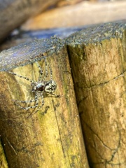 Philodromus margaritatus