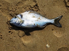 Sparus auratus
