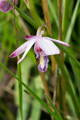 Eulophia zeyheriana