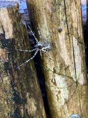 Philodromus margaritatus