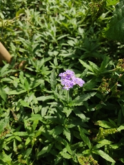 Heliotropium amplexicaule