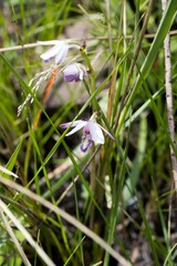 Eulophia zeyheriana