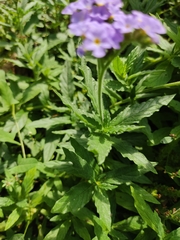 Heliotropium amplexicaule