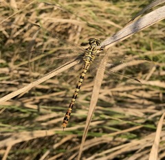 Onychogomphus flexuosus