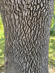 Fraxinus biltmoreana