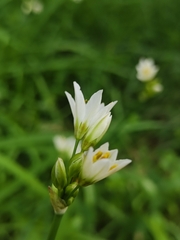 Nothoscordum