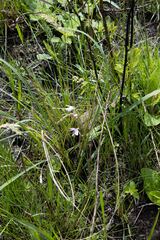 Eulophia zeyheriana