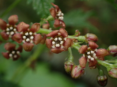 Ribes bracteosum